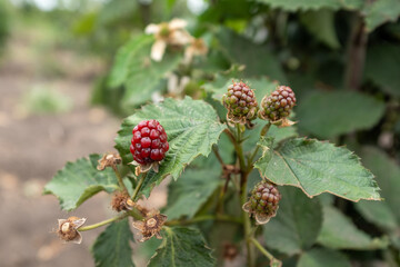 This image shows a cluster of ripening blackberries, with one vibrant red berry prominent among greener ones, perfect for designs highlighting the stages of fruit development or natural, wholesome foo