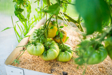 Many green unripe tomatoes hanging on a bed in a greenhouse, close-up