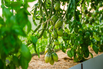Many green unripe tomatoes hanging on a bed in a greenhouse, close-up
