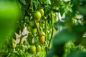 Many green unripe tomatoes hanging on a bed in a greenhouse, close-up