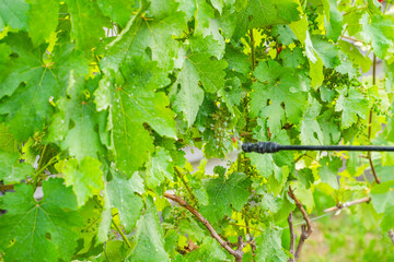 Spraying a vineyard with a sprayer against diseases