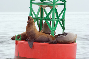 Sea lion alpha male