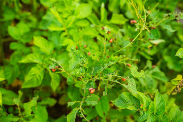 Colorado potato beetle larvae eating potato leaves in the garden, close-up