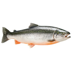 Obraz premium Transparent PNG available Fresh salmon isolated on transparent background