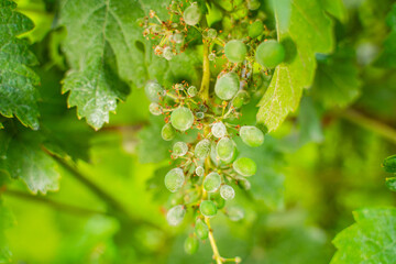 Fungal disease on unripe grapes, close-up
