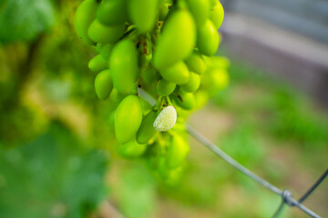 Fungal disease on unripe grapes, close-up