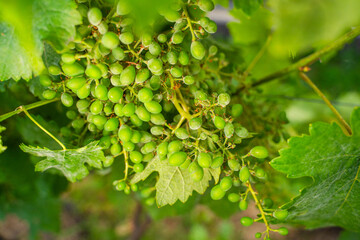Fungal disease on unripe grapes, close-up