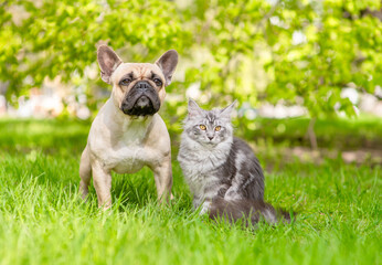 Young French Bulldog puppy and adult Maine coon cat sit together on green summer grass together at...