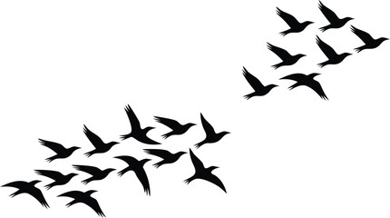 Two Groups of Flying Birds Silhouette on White Background, Migratory Birds Season