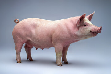 Fototapeta premium Live pig stands on its hooves on a light gray background.