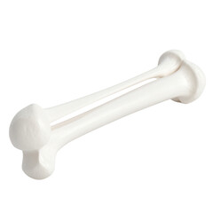 Isolated White Bone Model Anatomy Details on Transparent Background
