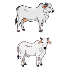 Fototapeta premium Cartoon depictions of two Brahman bulls 