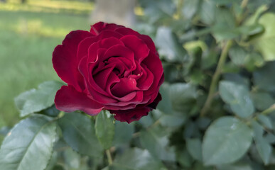luxurious red multi-petaled roses that have fully opened. Their velvety, light and polite red...
