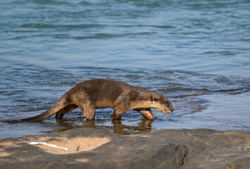 Smooth-coated otter is a freshwater otter species from regions of South and Southwest Asia. It has...