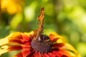 Butterfly Peacock Eye sits on a yellow rudbeckia flower