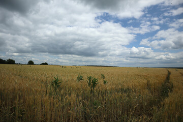 Wide wheat field in cloudy summer weather.