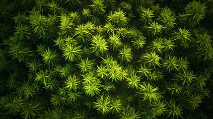 Lush Greenery Displayed in a Dense Pattern From Above A Captivating Look into Natural Beauty and Dense Flora