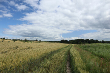 Obraz premium A long path to a pine forest through a wheat field along green reeds on the right side in the lowland.
