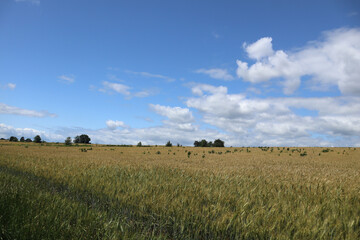 Obraz premium Panorama of a wheat field in windy weather and a blue summer sky with small clouds.