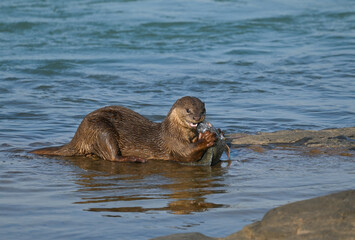 Smooth-coated otter is a freshwater otter species from regions of South and Southwest Asia. It has...