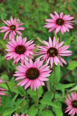 Pink coneflower flowers in close up
