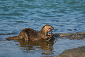 Smooth-coated otter is a freshwater otter species from regions of South and Southwest Asia. It has...
