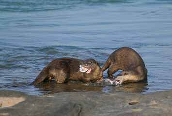 Smooth-coated otter is a freshwater otter species from regions of South and Southwest Asia. It has...