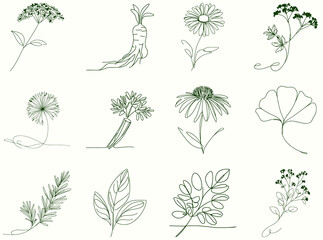 12 simple linear illustrations of medicinal herbs, minimalist continuous line style botanical set for herbal medicine packaging, wellness products, and graphic design