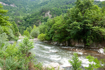 river in the forest