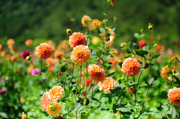 A vibrant field of blooming dahlia flowers in the countryside of Da Lat, Vietnam. 