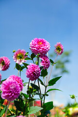 Close-up dahlia flowers in Da Lat city, Vietnam.