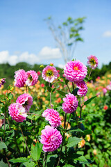 Dahlia flowers in Da Lat city, Vietnam.