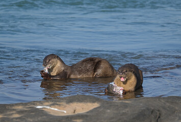 Smooth-coated otter is a freshwater otter species from regions of South and Southwest Asia. It has...