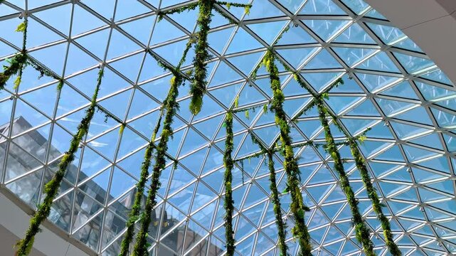 Green lianas hang from the glass ceiling of the building. Combination of nature and modern architecture in design. Low angle view.