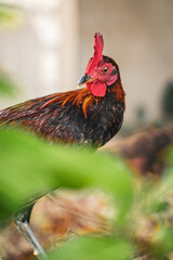Beautiful colorful rooster cock chicken bird in green farm with shelters in Philippines