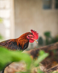 Beautiful colorful rooster cock chicken bird in green farm with shelters in Philippines