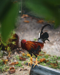 Beautiful colorful rooster cock chicken bird in green farm with shelters in Philippines