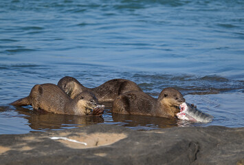 Smooth-coated otter is a freshwater otter species from regions of South and Southwest Asia. It has...