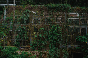 Urbex plants oveegrown in jungle building 