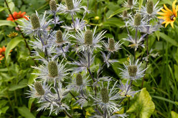 Eryngium alpinum 'Blue Jackpot' also known as Blue Sea Holly