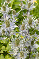 Eryngium alpinum 'Blue Jackpot' also known as Blue Sea Holly
