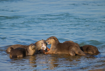 Smooth-coated otter is a freshwater otter species from regions of South and Southwest Asia. It has...