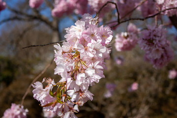 Obraz premium pink cherry blossom