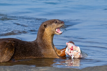 Smooth-coated otter is a freshwater otter species from regions of South and Southwest Asia. It has...