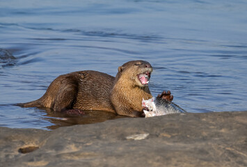 Smooth-coated otter is a freshwater otter species from regions of South and Southwest Asia. It has...