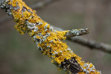 Yellow moss on a tree branch