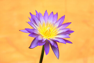 Close-up of a blooming lotus flower with green leaves on a yellow background