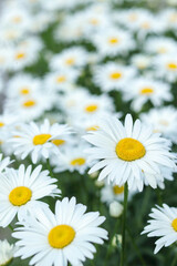 Field of blooming white daisies with yellow centers in soft natural light. Close-up floral background with shallow depth of field. Peaceful summer meadow full of wildflowers.