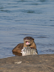 Smooth-coated otter is a freshwater otter species from regions of South and Southwest Asia. It has been ranked as "vulnerable" on the IUCN Red List.