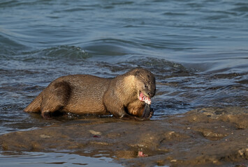 Smooth-coated otter is a freshwater otter species from regions of South and Southwest Asia. It has...